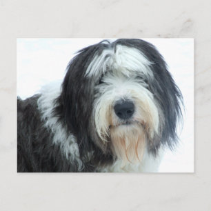 Old English Sheepdog Postkarte