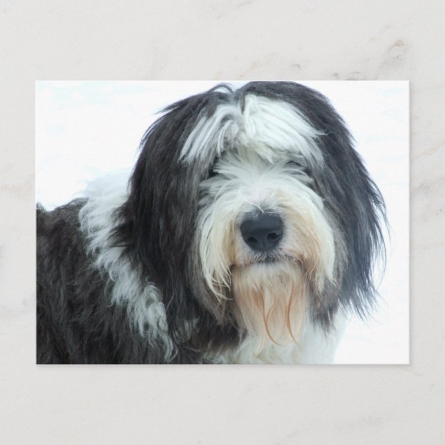 Old English Sheepdog Postkarte (Vorderseite)