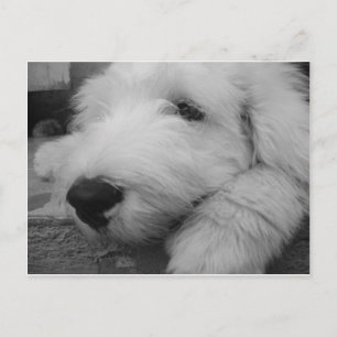 Old English Sheepdog Postkarte