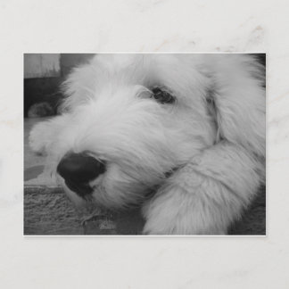 Old English Sheepdog Postkarte