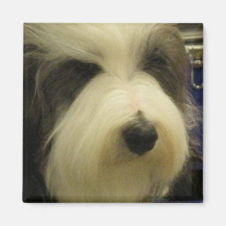 Old English Sheepdog Square Magnet
