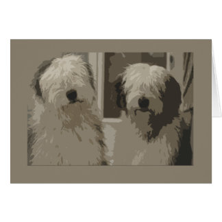 Old English Sheepdogs