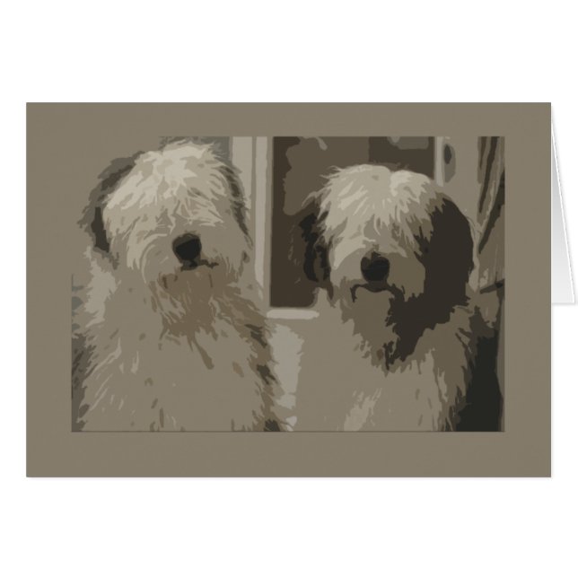 Old English Sheepdogs (Vorderseite (Horizontal))