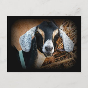 Old Goat Nubian Portrait Foto Postkarte