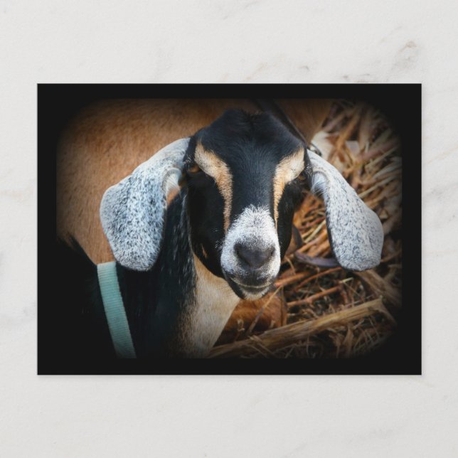 Old Goat Nubian Portrait Foto Postkarte (Vorderseite)