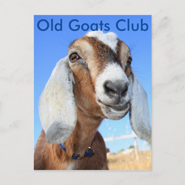 Old Goats Club Postkarte (Vorderseite)