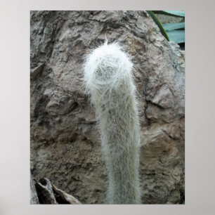 Old Man Cactus Foto Mexico Südwest Cacti Poster