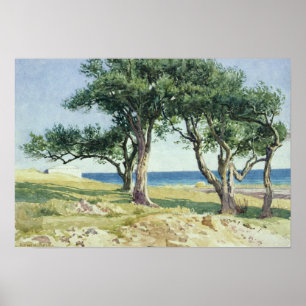 Old Olive Trees, Bordighera Poster