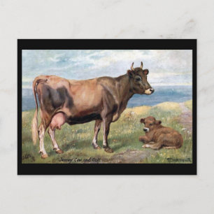Old Postcard - Jersey Cow and Calf Postkarte