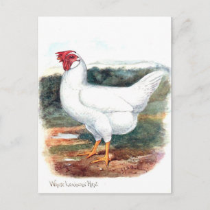 Old Postcard - Whire Leghorn Hen Postkarte