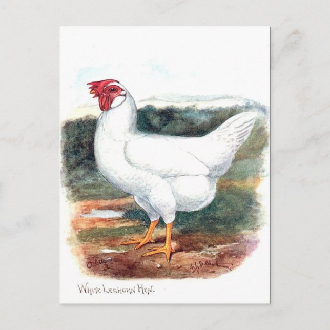 Old Postcard - Whire Leghorn Hen Postkarte (Vorderseite)