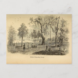 Old Tampa Bay Postkarte
