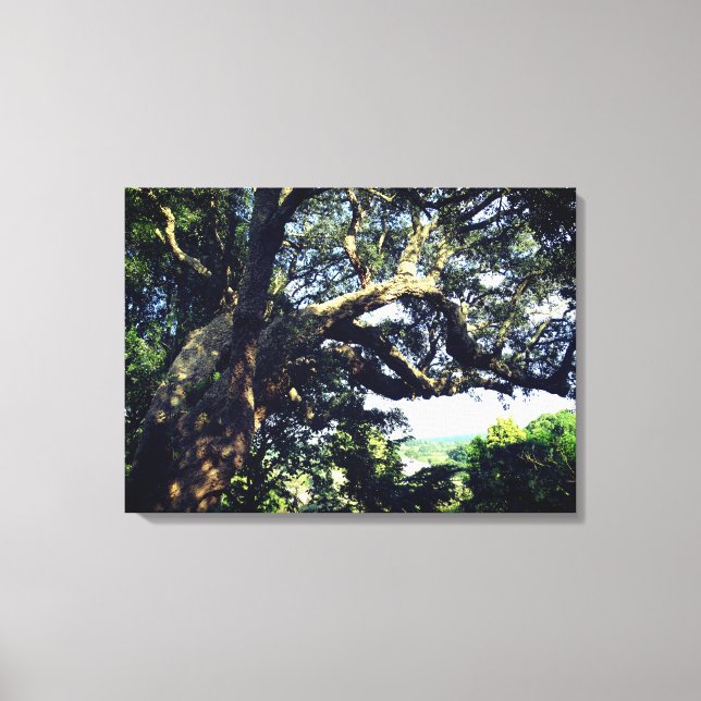 Old Tree Foto Single Print Leinwanddruck (Vorderseite)