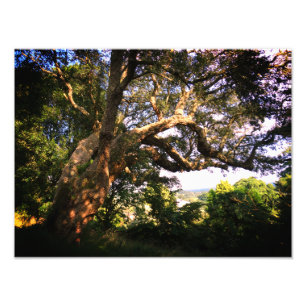 Old Tree Kodak Berufliches Foto Paper (Satin)