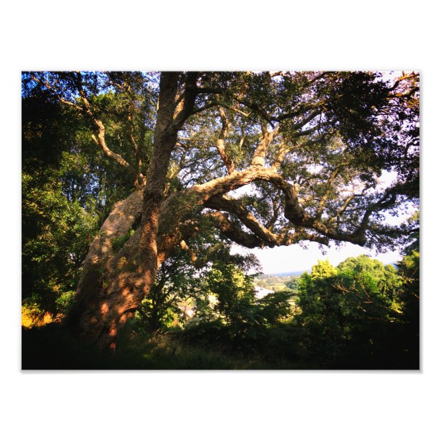 Old Tree Kodak Berufliches Foto Paper (Satin) (Vorne)
