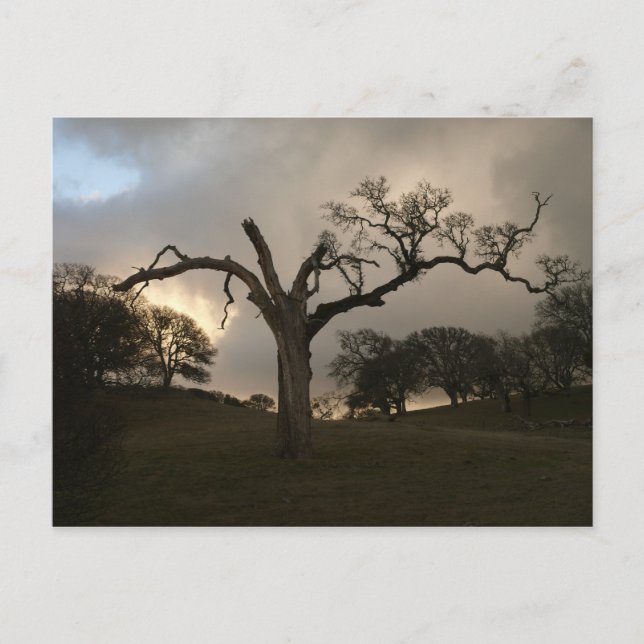 Old Winter Oak Postkarte (Vorderseite)