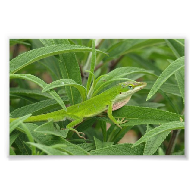 Old World Lizard alias Chameleon Fotodruck (Vorne)