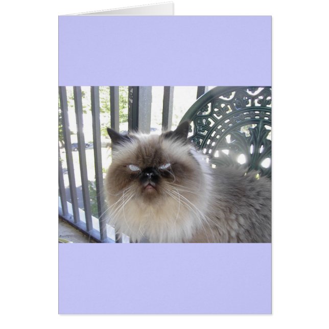 Ole' Blue Eyes (Vorne)