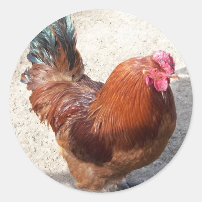 Ole Red Rooster Runder Aufkleber (Vorderseite)