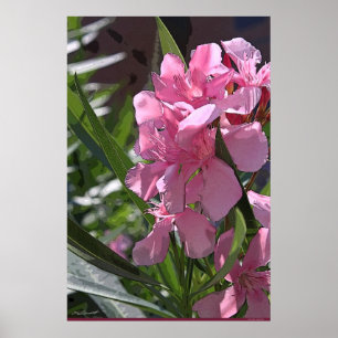 Oleander Art Poster -24x36 - andere Größen verfügb