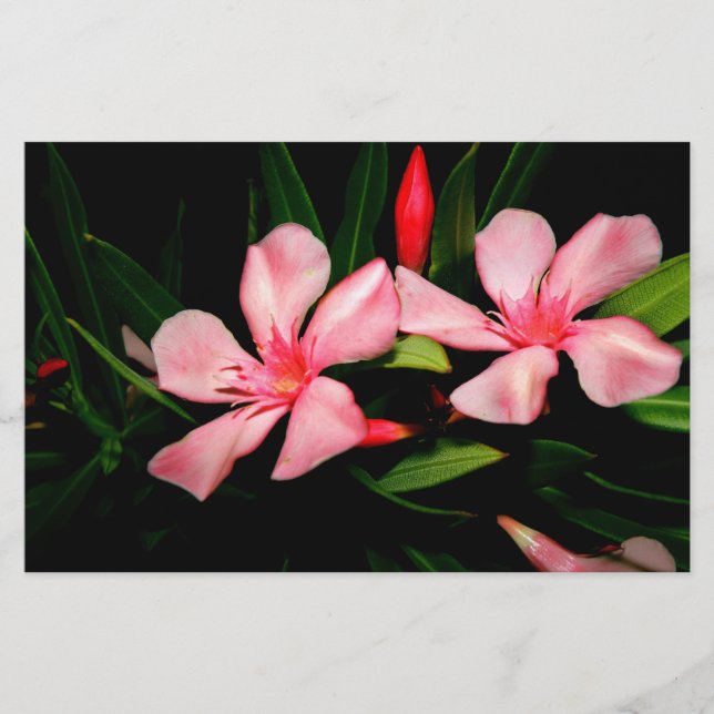 Oleander Briefpapier (Vorderseite)