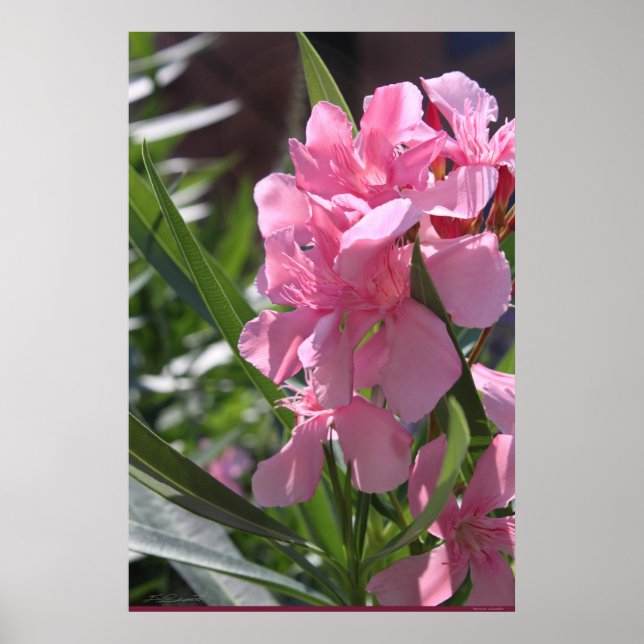 Oleander Poster -24x36 -andere Größen verfügbar (Vorne)