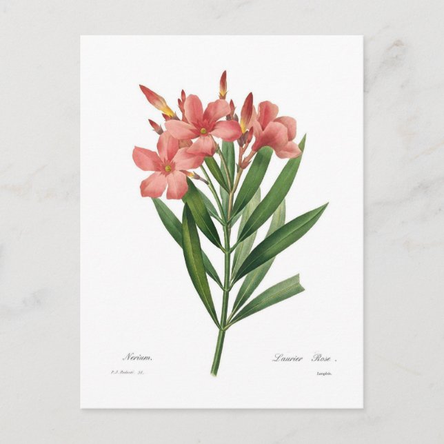 Oleander Postkarte (Vorderseite)