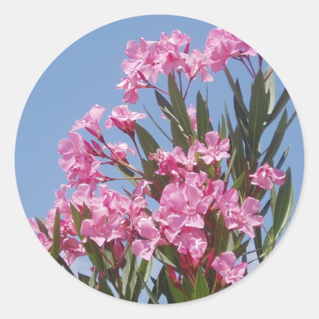 Oleander Sticker (Vorderseite)