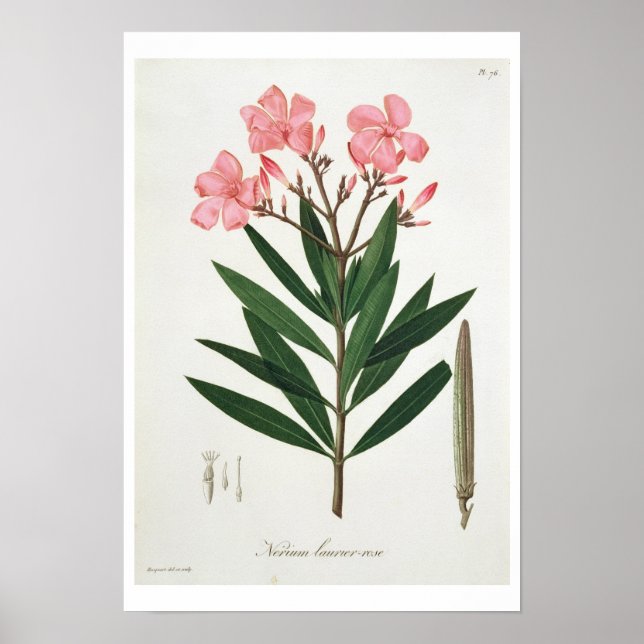Oleander von "Phytographie Medicale" von Joseph Ro Poster (Vorne)