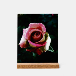 Ölgemalte rote Rose Acrylschild