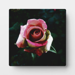 Ölgemalte rote Rose Fotoplatte
