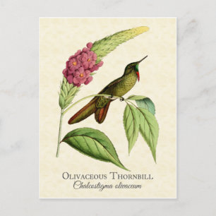 Olivacy Thornbill Hummingbird Vintag Art Postkarte