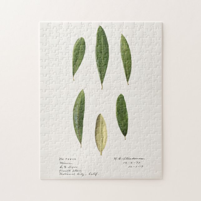Olive Blätter (Olea Europaea) Aquarellmalerei Puzzle (Vertikal)