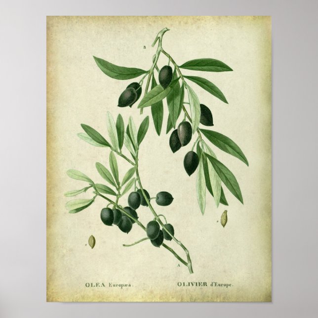 Olive Branch Nr. 11 Bauernhaus Wanddekor Poster (Vorne)