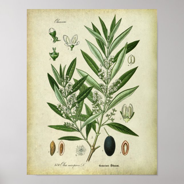 Olive Branches Nr. 2 Botanische Illustration Poster (Vorne)