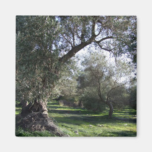 Olive Grove Greece Magnet