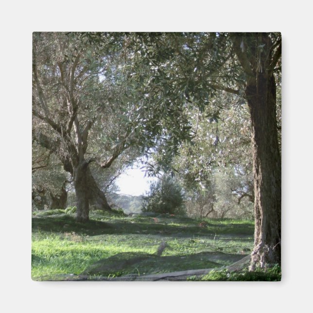 Olive Grove Magnet (Vorne)