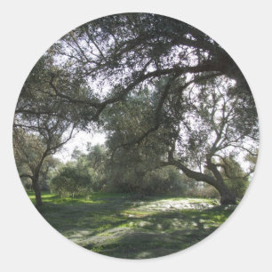 Olive Grove Stickers