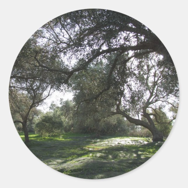 Olive Grove Stickers (Vorderseite)