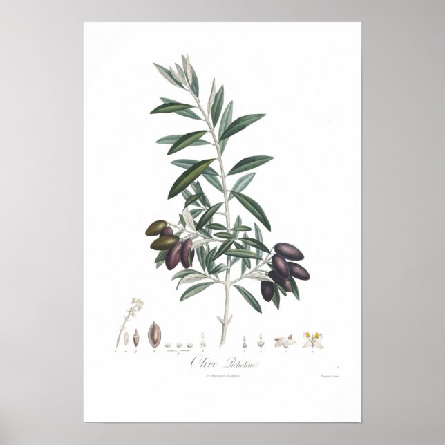 Olive, Olea europaea Poster (Vorne)