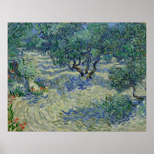 Olive Orchard von Vincent Van Gogh Poster (Vorne)