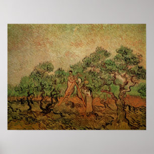 Olive Picking von Vincent van Gogh Poster