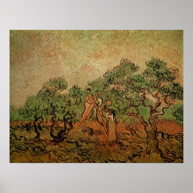 Olive Picking von Vincent van Gogh Poster (Vorne)