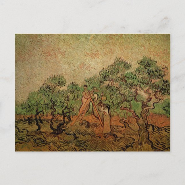 Olive Picking von Vincent van Gogh Postkarte (Vorderseite)