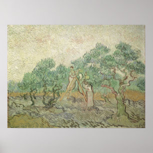 Olive Picking von Vincent van Gogh, Vintage Kunst Poster