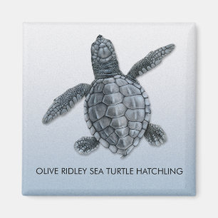 Olive Ridley Sea Turtle Hatchling Magnet