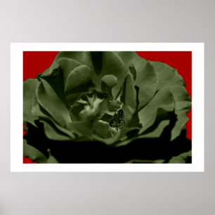 Olive Rose mit rotem Anegelhaar strukturiert Hinte Poster