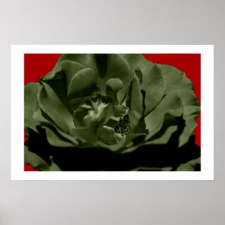 Olive Rose mit rotem Anegelhaar strukturiert Hinte Poster