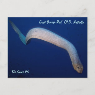 Olive Sea Snake Postkarte