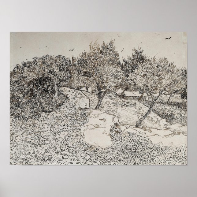 Olive Trees Sketch Poster (Vorne)
